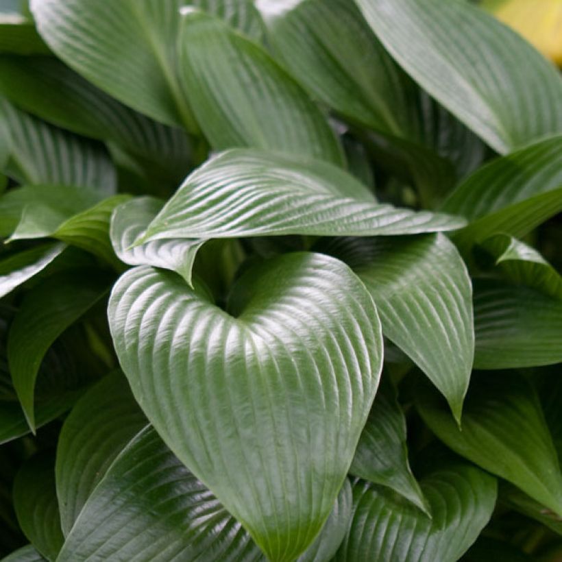 Hosta Devon Green - Hartlelie (Blad)