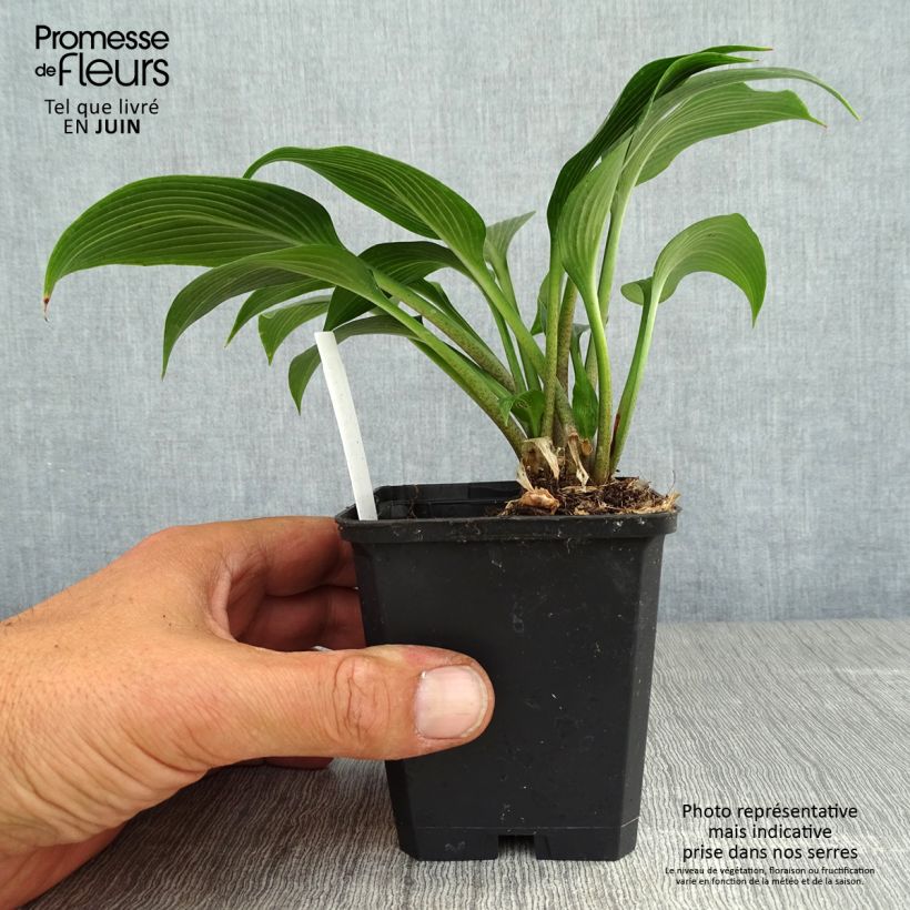 Exemplaar van Hosta Devon Green - Hartlelie Kweekpotje van 8/9 cm zoals geleverd in de zomer