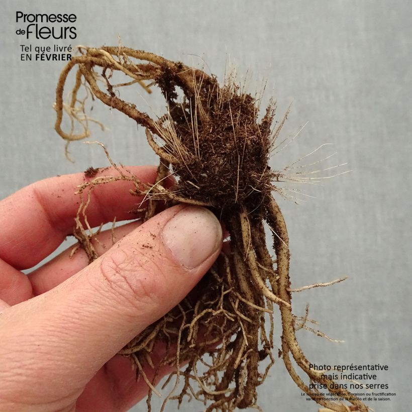 Exemplaar van Hosta Devon Green - Hartlelie Naakte wortel zoals geleverd in de winter