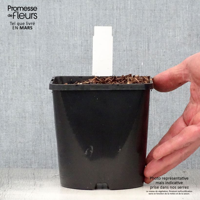 Exemplaar van Hosta Diamond Lake - Hartlelie Pot van 1,5 l/2 l zoals geleverd in de lente