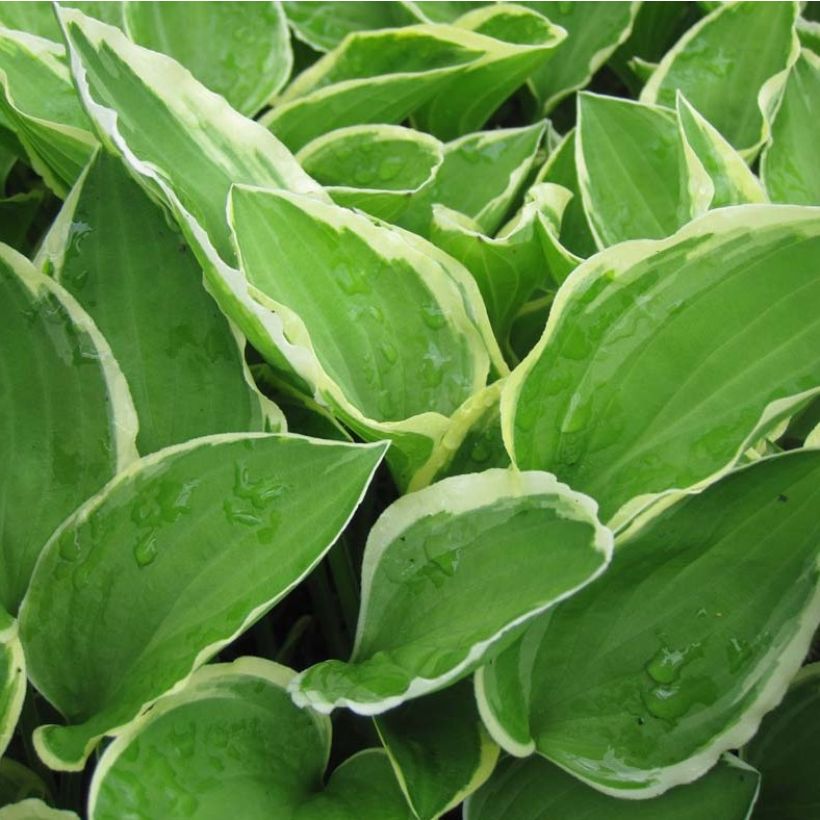 Hosta Diamond Tiara - Hartlelie (Blad)