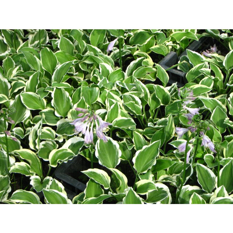 Hosta Diamond Tiara - Hartlelie (Bloei)