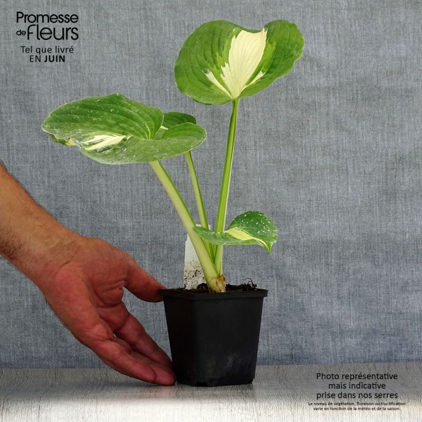 Exemplaar van Hosta Dream Queen - Hartlelie Kweekpotje van 8/9 cm zoals geleverd in de zomer
