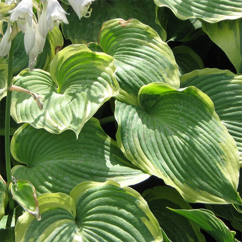 Hosta Earth Angel - Hartlelie (Blad)