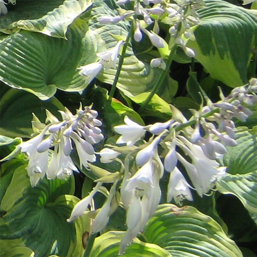 Hosta Earth Angel - Hartlelie (Bloei)