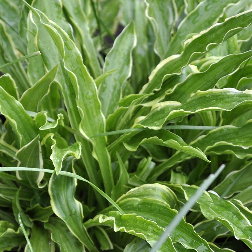 Hosta Electrocution - Hartlelie (Blad)
