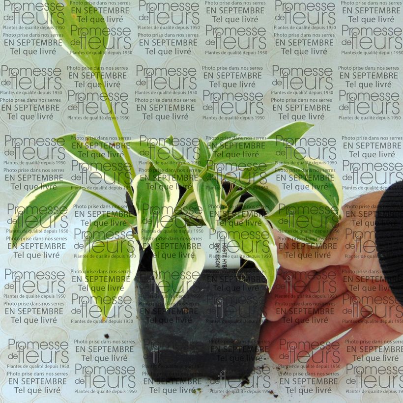 Voorbeeld van een exemplaar van Hosta Emily Dickinson - Hartlelie Kweekpotje van 8/9 cm zoals geleverd