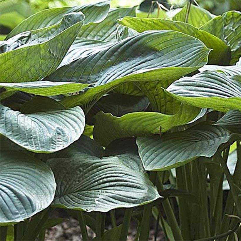 Hosta Empress Wu - Hartlelie (Blad)