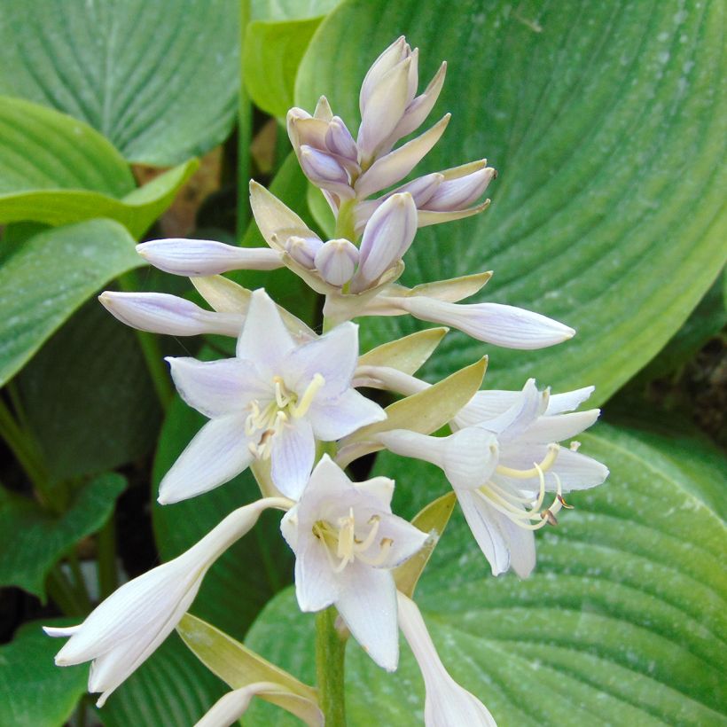 Hosta Empress Wu - Hartlelie (Bloei)