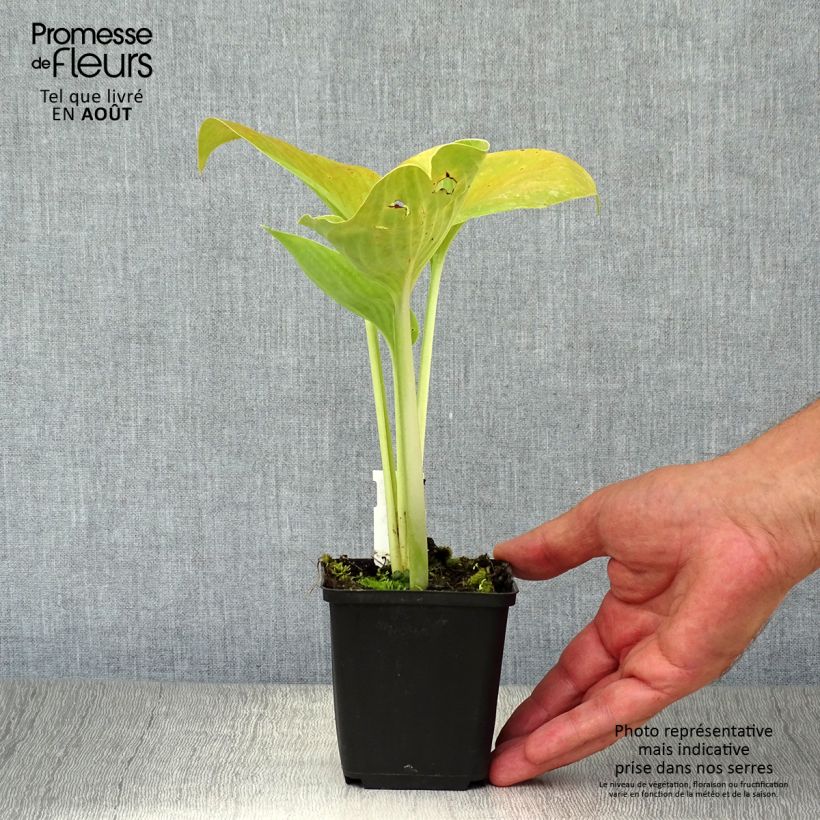 Exemplaar van Hosta Empress Wu - Hartlelie Kweekpotje van 8/9 cm zoals geleverd in de zomer