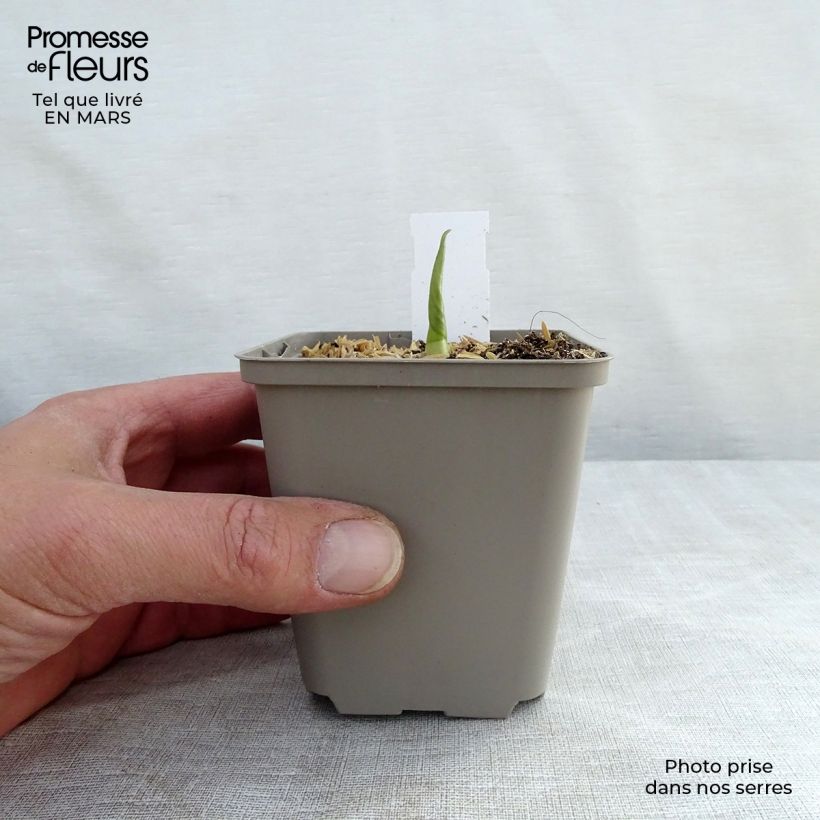 Exemplaar van Hosta Empress Wu - Hartlelie Kweekpotje van 8/9 cm zoals geleverd in de lente