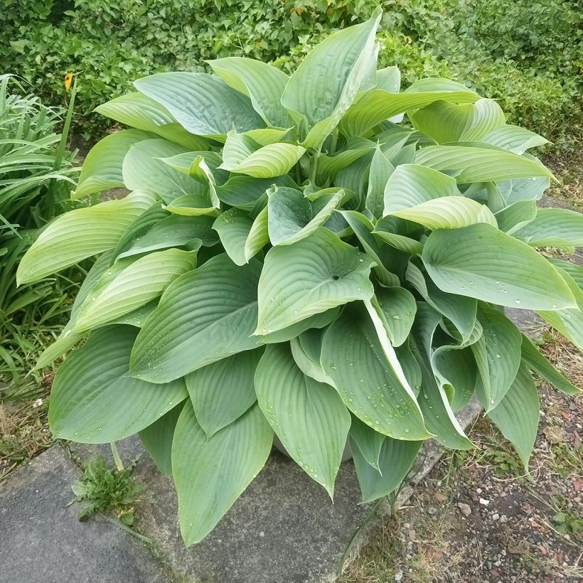 Hosta Empress Wu - Hartlelie (Groeiplaats)