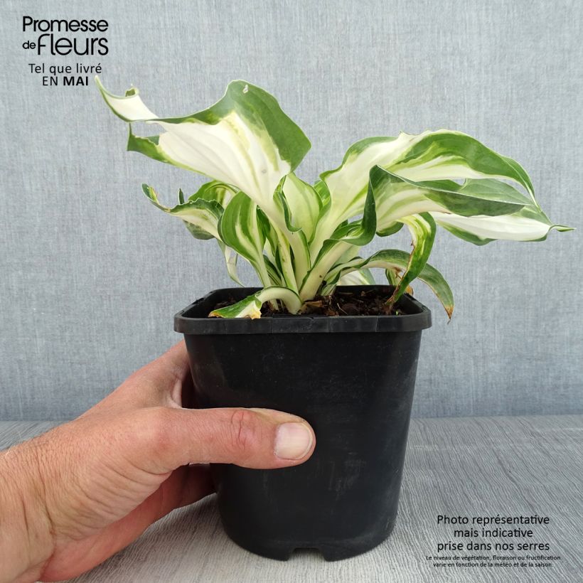 Exemplaar van Hosta Enterprise - Hartlelie Pot van 1,5 l/2 l zoals geleverd in de lente