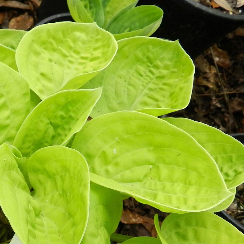 Hosta Eye Catcher - Hartlelie (Blad)