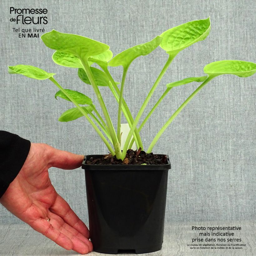 Exemplaar van Hosta Eye Catcher - Hartlelie Pot van 1,5 l/2 l zoals geleverd in de lente
