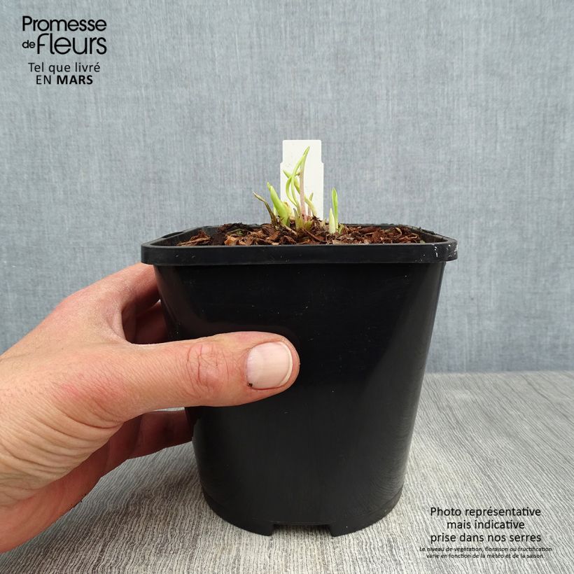 Exemplaar van Hosta Faithfull Heart - Hartlelie Pot van 1,5 l/2 l zoals geleverd in de lente