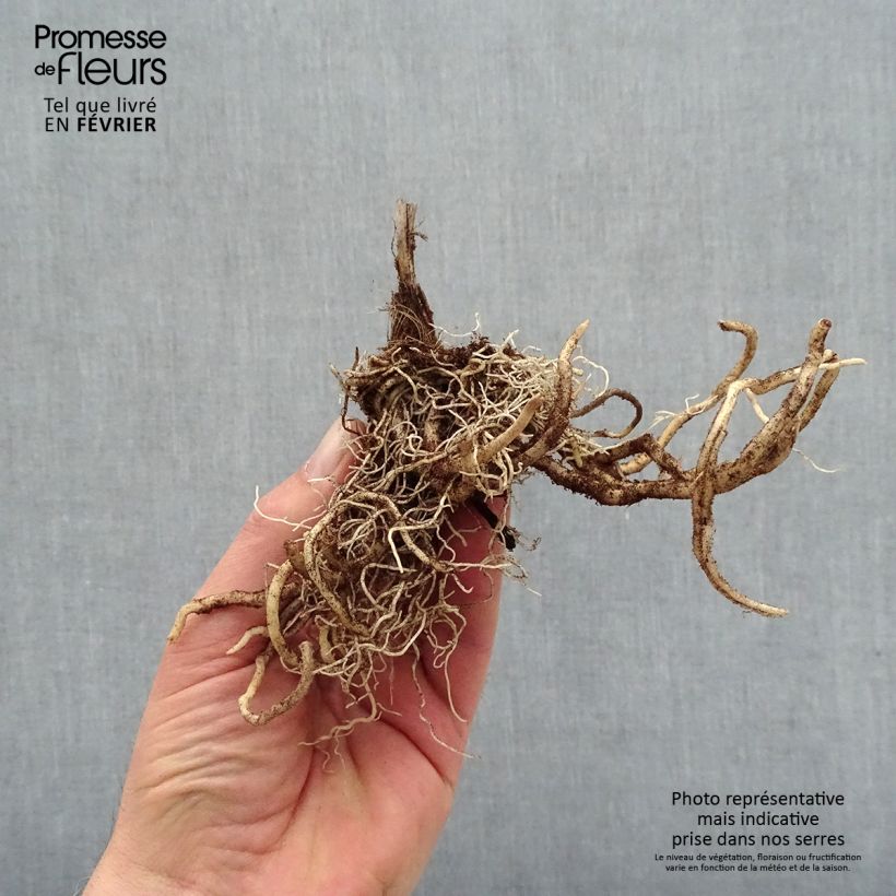 Exemplaar van Hosta First Blush - Hartlelie Naakte wortel zoals geleverd in de winter