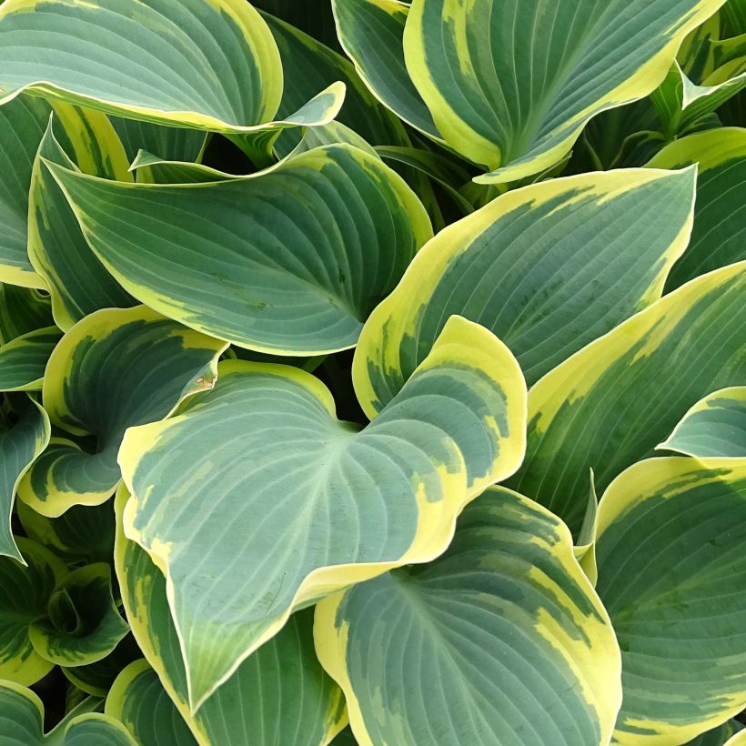 Hosta First Frost - Hartlelie (Blad)