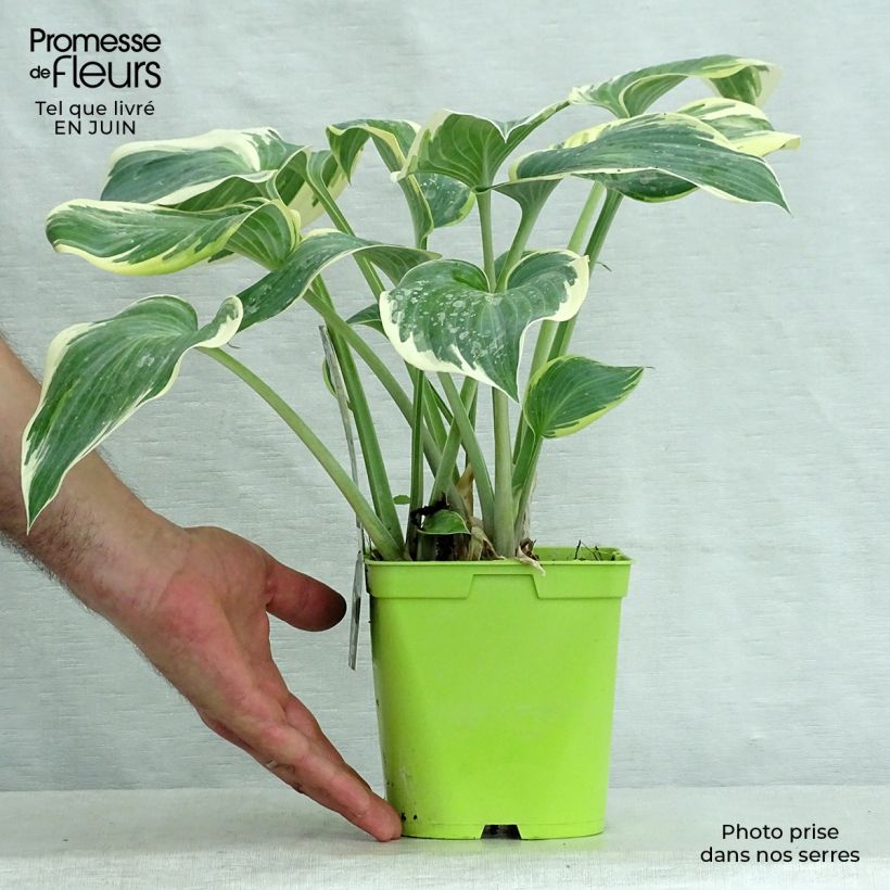 Exemplaar van Hosta First Frost - Hartlelie Pot van 2 l/3 l zoals geleverd in de zomer