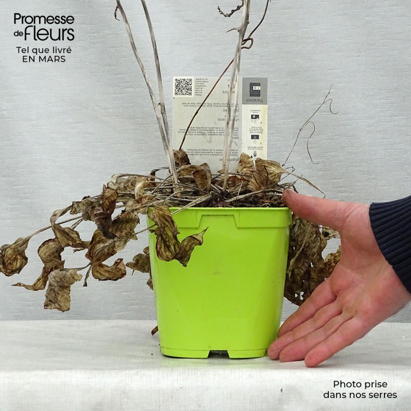 Exemplaar van Hosta First Frost - Hartlelie Pot van 2 l/3 l zoals geleverd in de lente