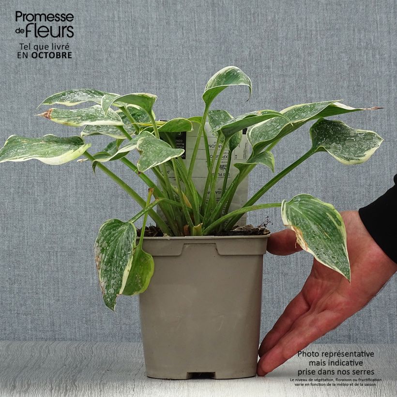 Exemplaar van Hosta First Frost - Hartlelie Pot van 2 l/3 l zoals geleverd in de herfst