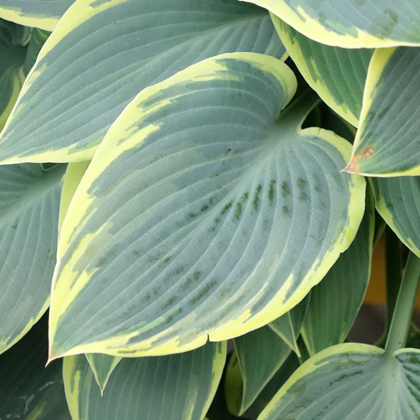 Hosta First Frost - Hartlelie (Blad)