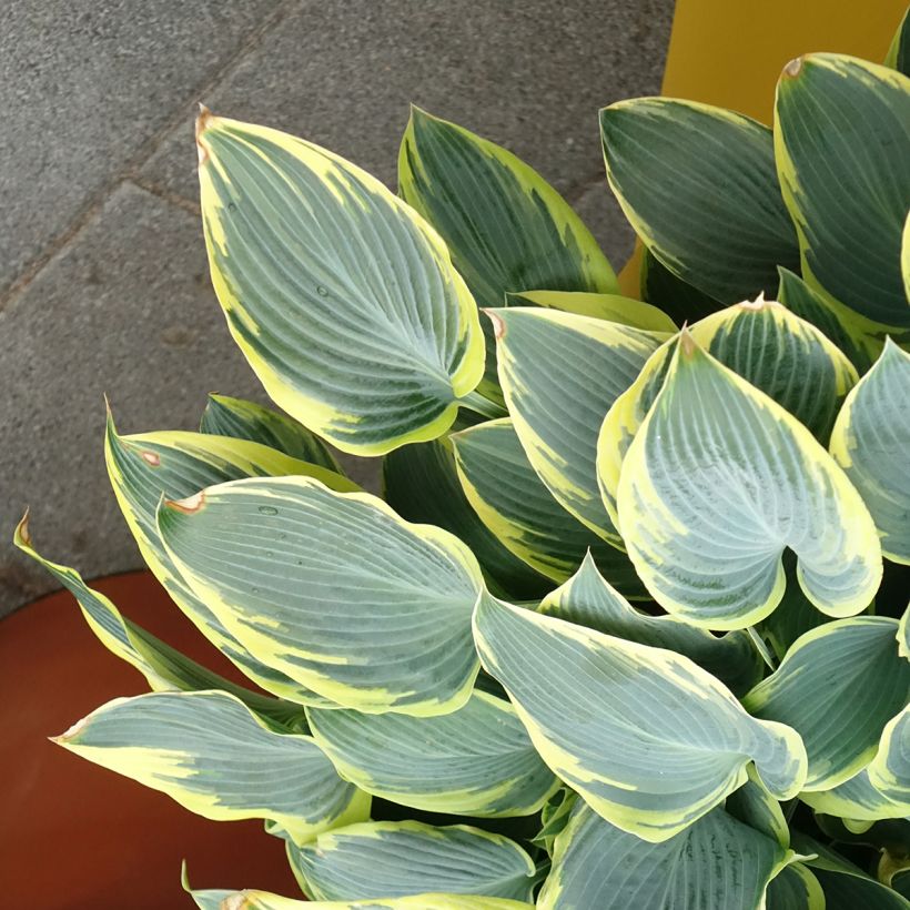 Hosta First Frost - Hartlelie (Groeiplaats)