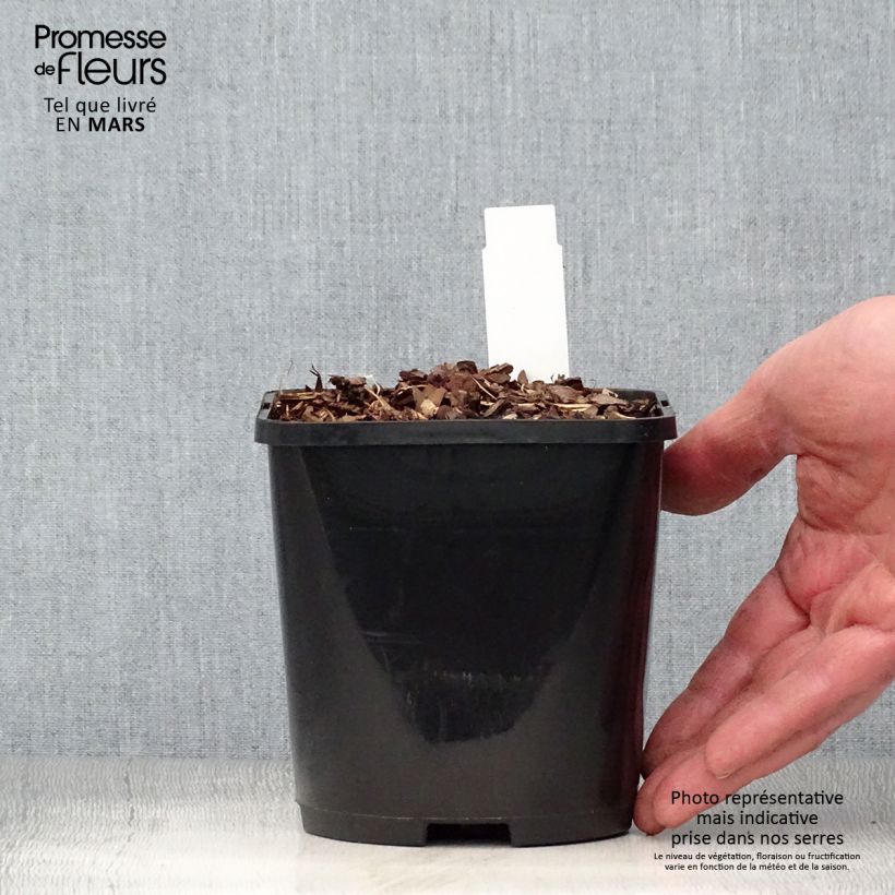 Exemplaar van Hosta Forbidden Fruit - Hartlelie Pot van 1,5 l/2 l zoals geleverd in de lente