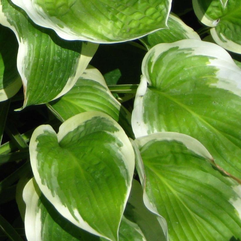 Hosta Formal Attire - Hartlelie (Blad)