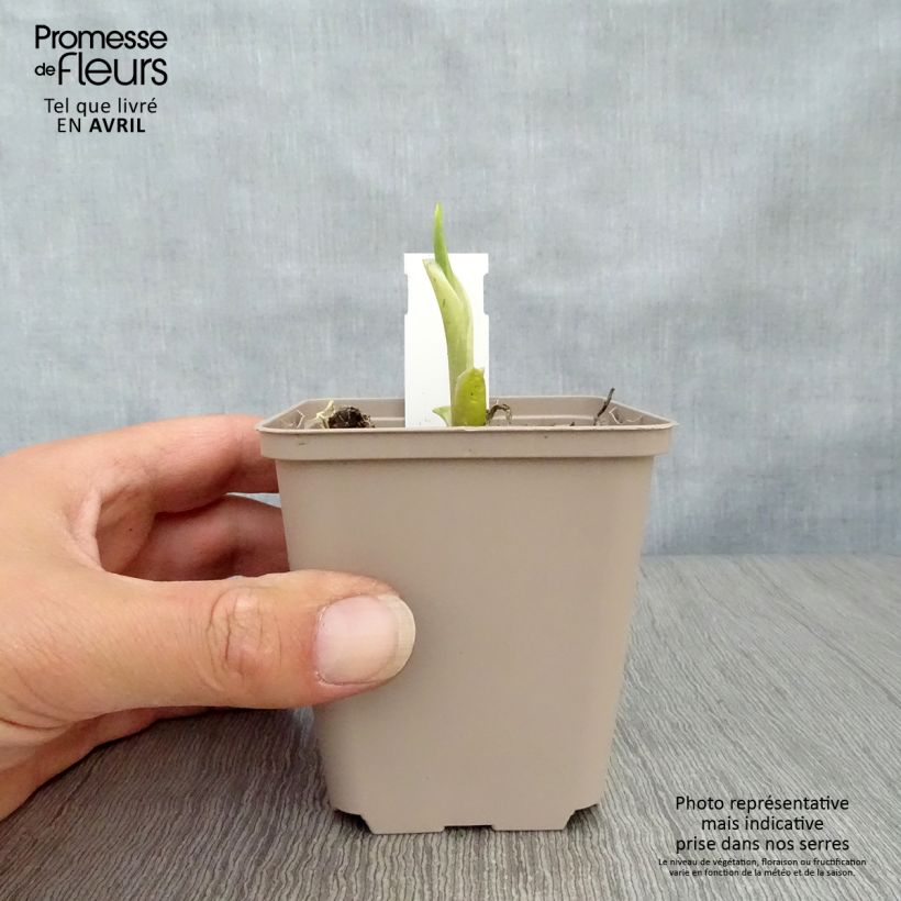 Exemplaar van Hosta Fragrant Bouquet - Hartlelie Kweekpotje van 8/9 cm zoals geleverd in de lente