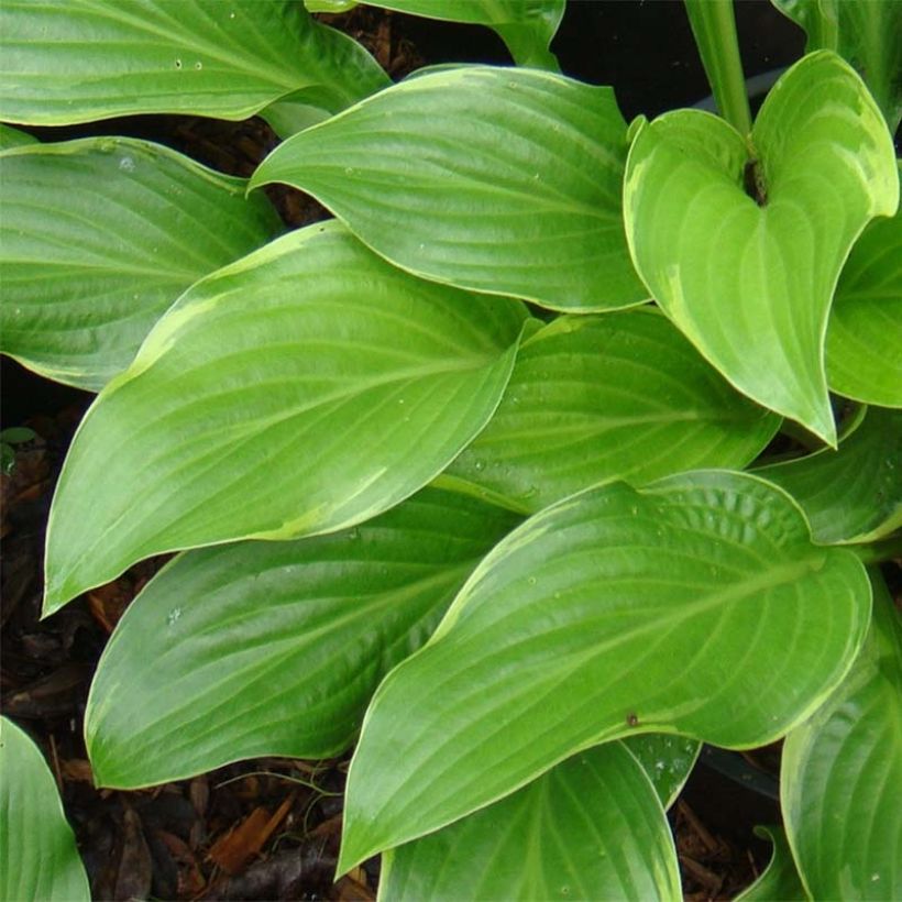 Hosta Fragrant Fire - Hartlelie (Blad)
