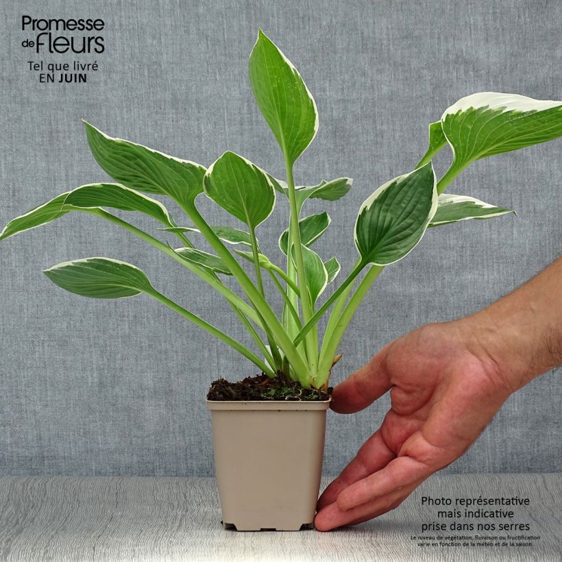 Exemplaar van Hosta fortunei Francee - Hartlelie Kweekpotje van 8/9 cm zoals geleverd in de zomer