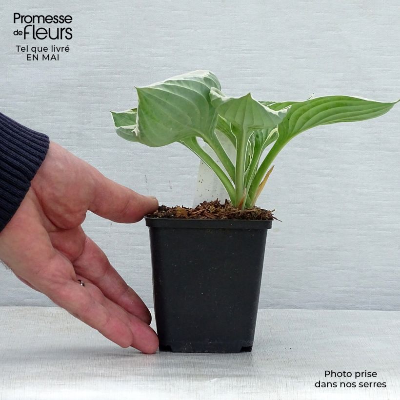 Example of Hosta fortunei Francee - Hartlelie Kweekpotje van 8/9 cm as you get in printemps