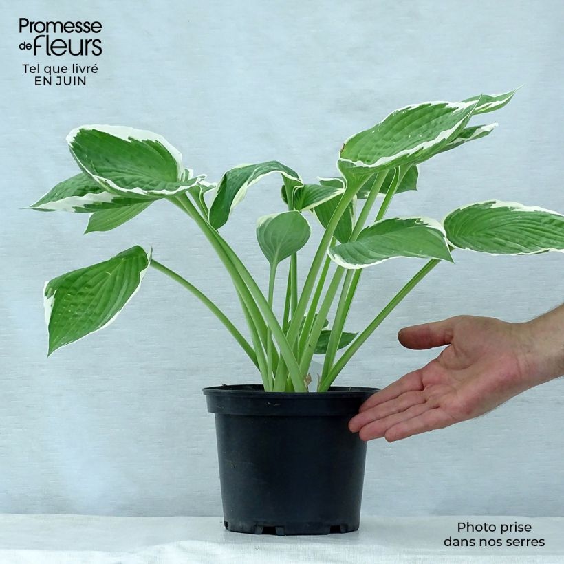 Exemplaar van Hosta fortunei Francee - Hartlelie Pot van 2 l/3 l zoals geleverd in de zomer