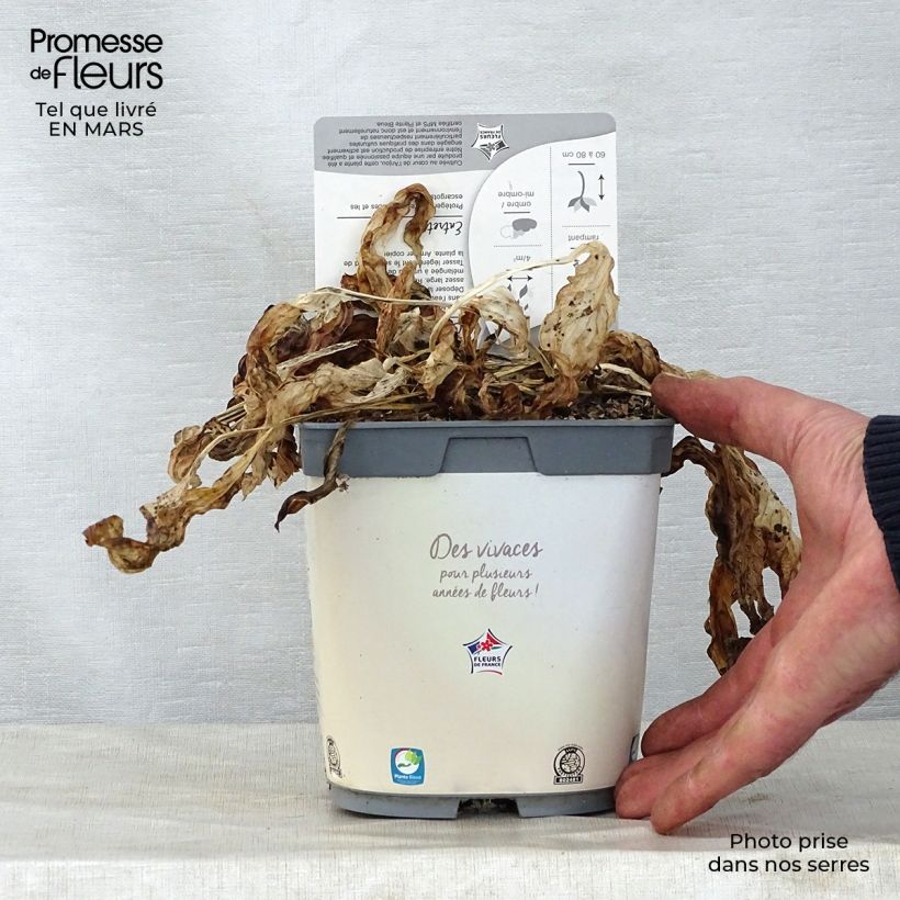 Example of Hosta fortunei Francee - Hartlelie Pot van 2 l/3 l as you get in printemps