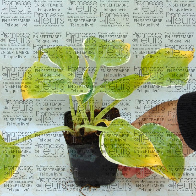 Voorbeeld van een exemplaar van Hosta Frosted Dimples - Hartlelie Kweekpotje van 8/9 cm zoals geleverd