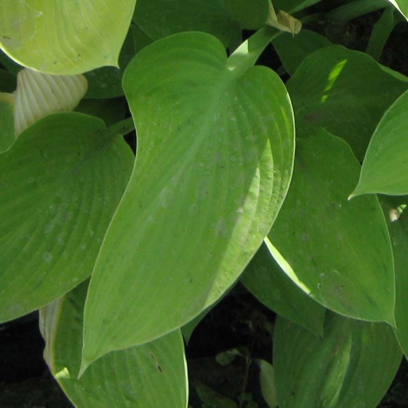 Hosta Gold Regal - Hartlelie (Blad)