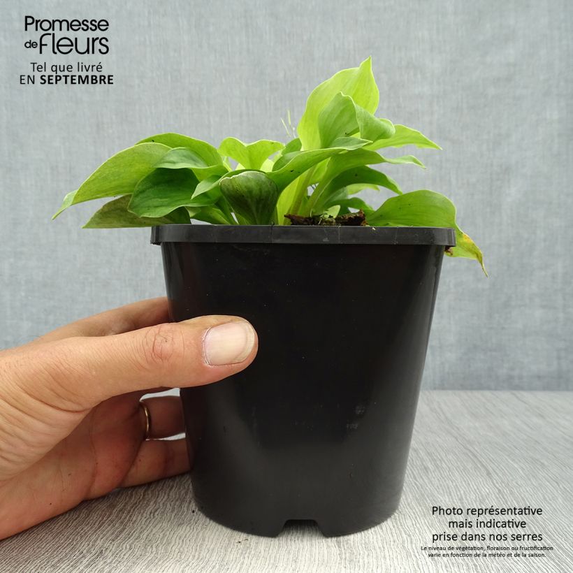 Exemplaar van Hosta Golden Needles - Hartlelie Pot van 1,5 l/2 l zoals geleverd in de herfst