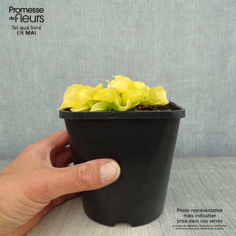 Exemplaar van Hosta Golden Needles - Hartlelie Pot van 1,5 l/2 l zoals geleverd in de lente