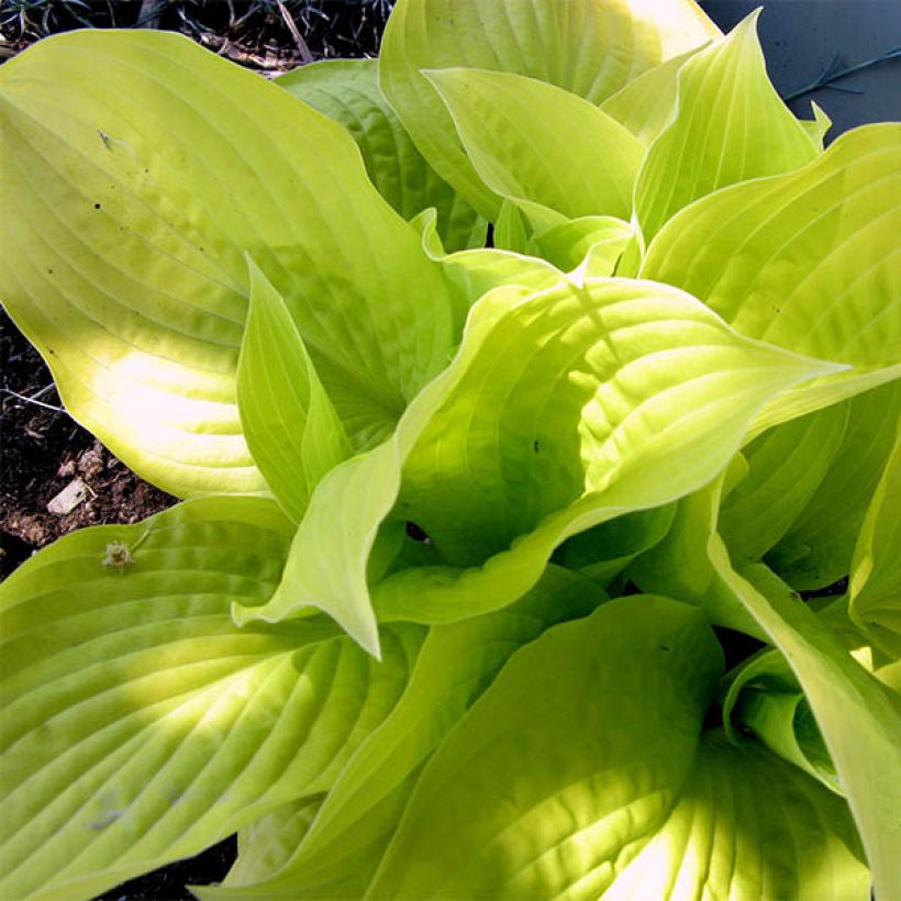 Hosta Golden Prayers - Hartlelie (Blad)