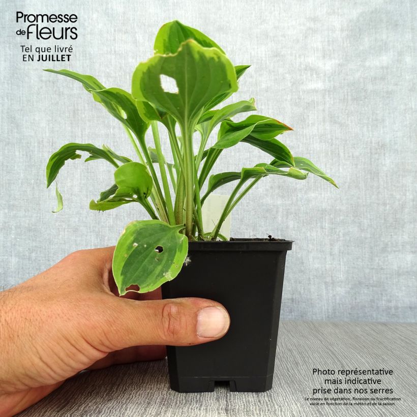 Exemplaar van Hosta Golden Tiara - Hartlelie Kweekpotje van 8/9 cm zoals geleverd in de zomer