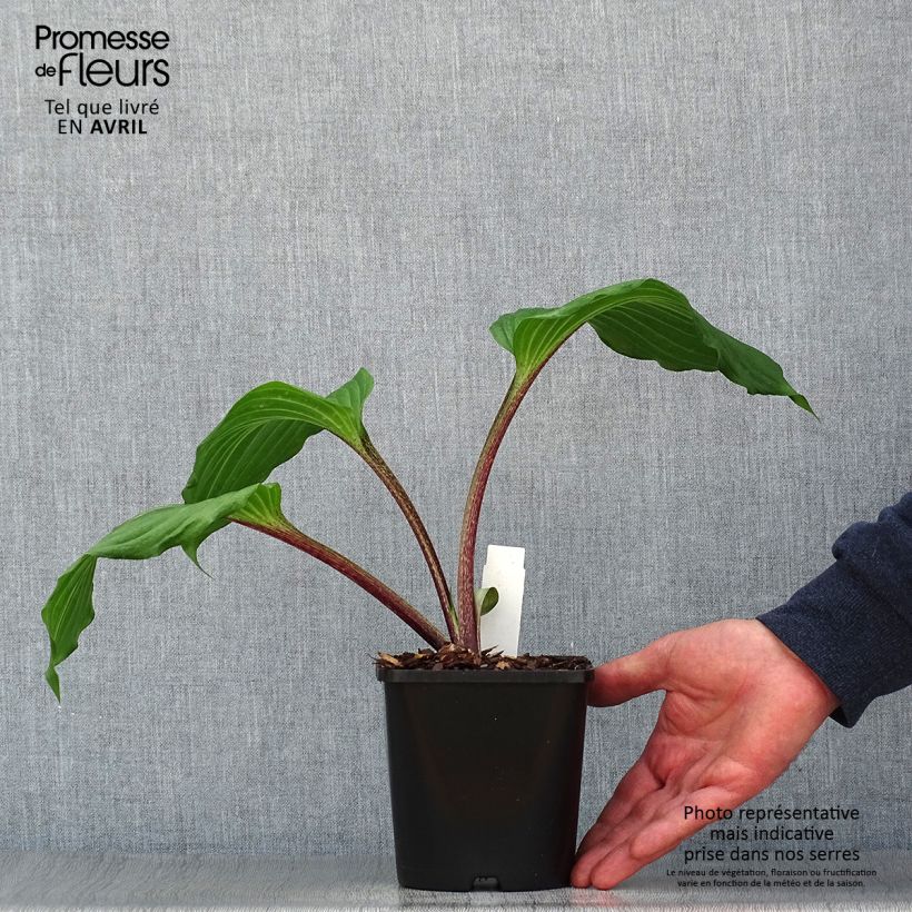 Exemplaar van Hosta Gooseberry Sundae - Hartlelie Pot van 1,5 l/2 l zoals geleverd in de lente