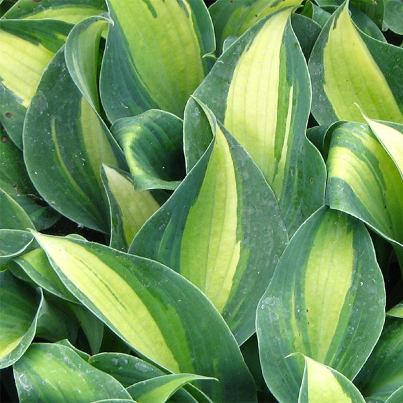 Hosta Grand Marquee - Hartlelie (Blad)