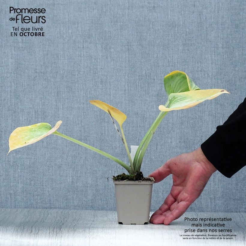 Exemplaar van Hosta Grand Marquee - Hartlelie Kweekpotje van 8/9 cm zoals geleverd in de herfst