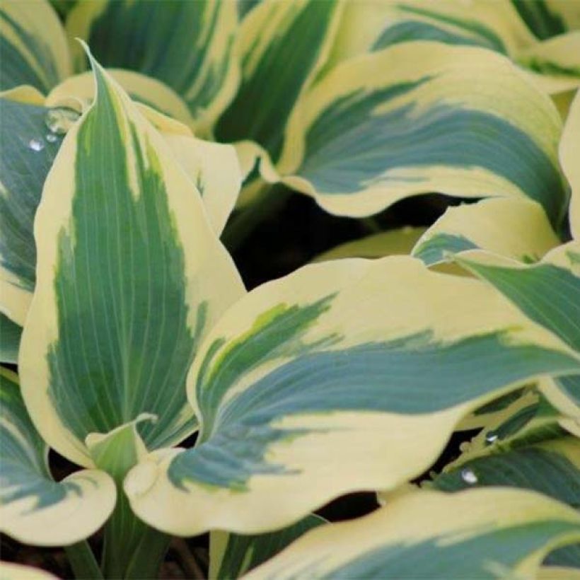 Hosta Great Escape - Hartlelie (Blad)