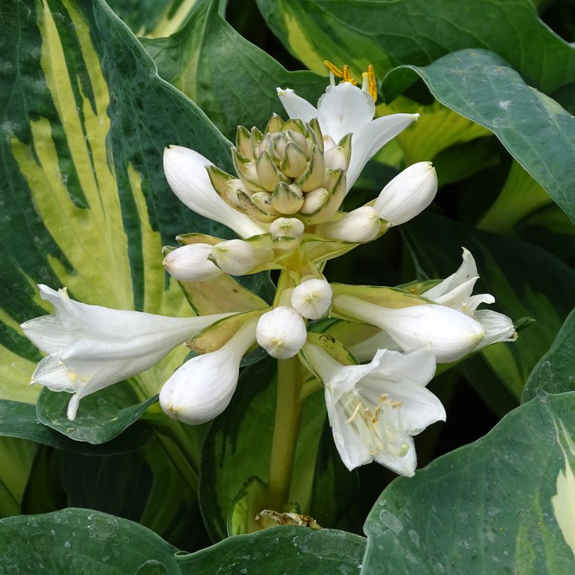 Hosta Great Expectations - Hartlelie (Bloei)