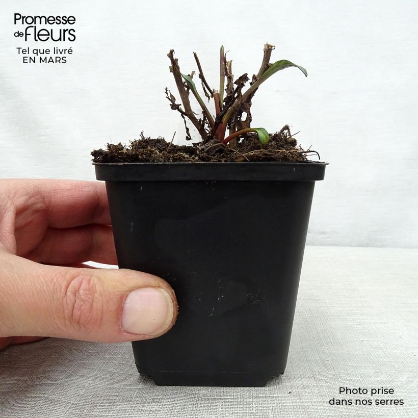 Exemplaar van Hosta Green Gold - Hartlelie Kweekpotje van 8/9 cm zoals geleverd in de lente