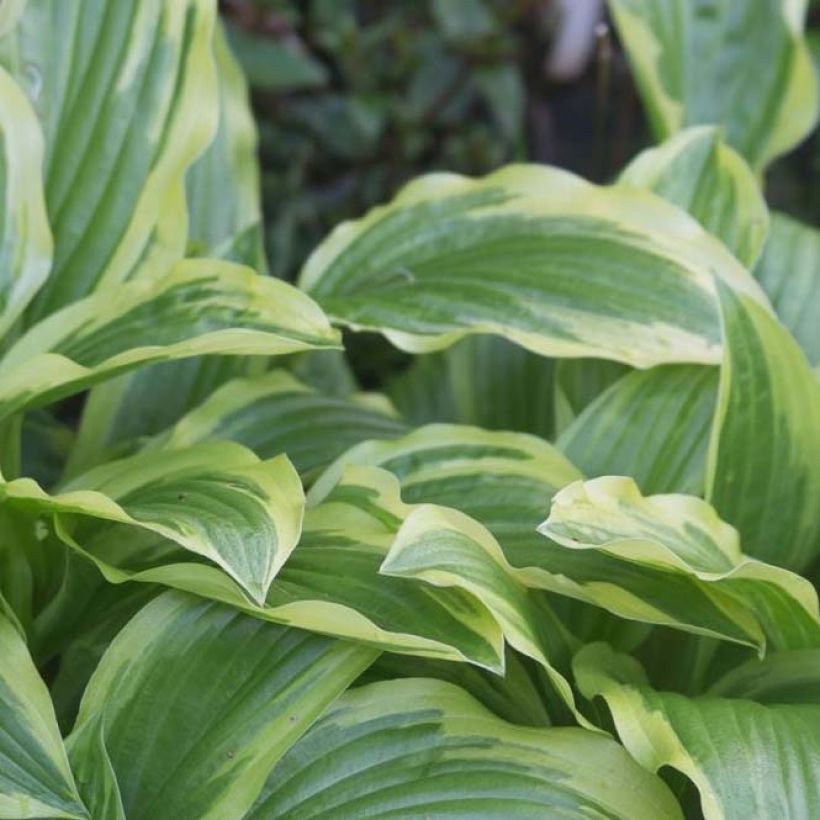 Hosta Ground Master - Hartlelie (Blad)