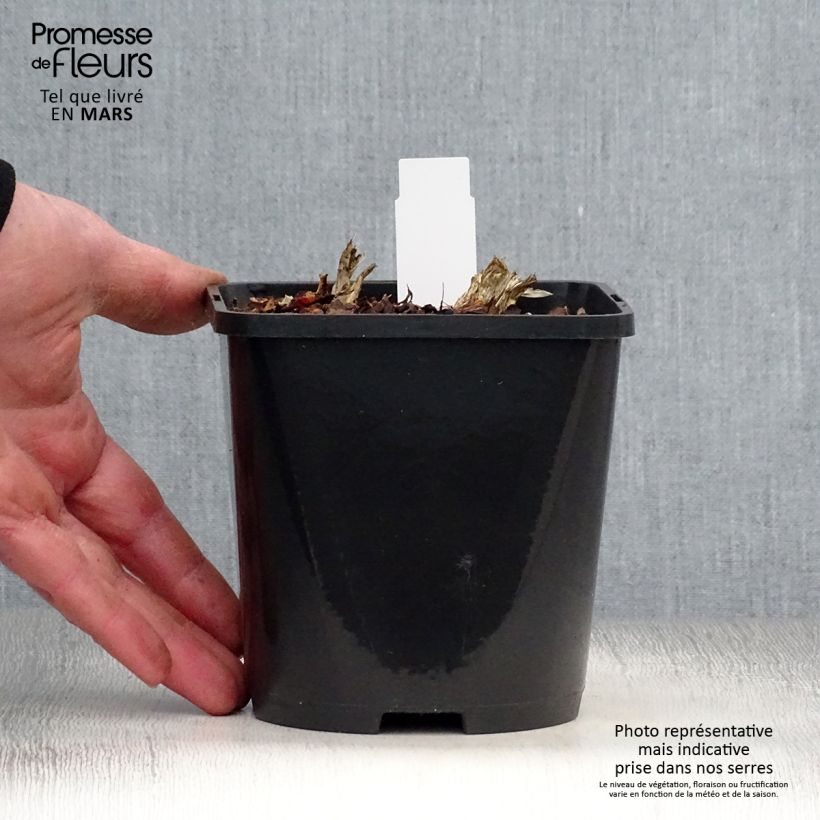 Exemplaar van Hosta Guacamole - Hartlelie Pot van 1,5 l/2 l zoals geleverd in de lente