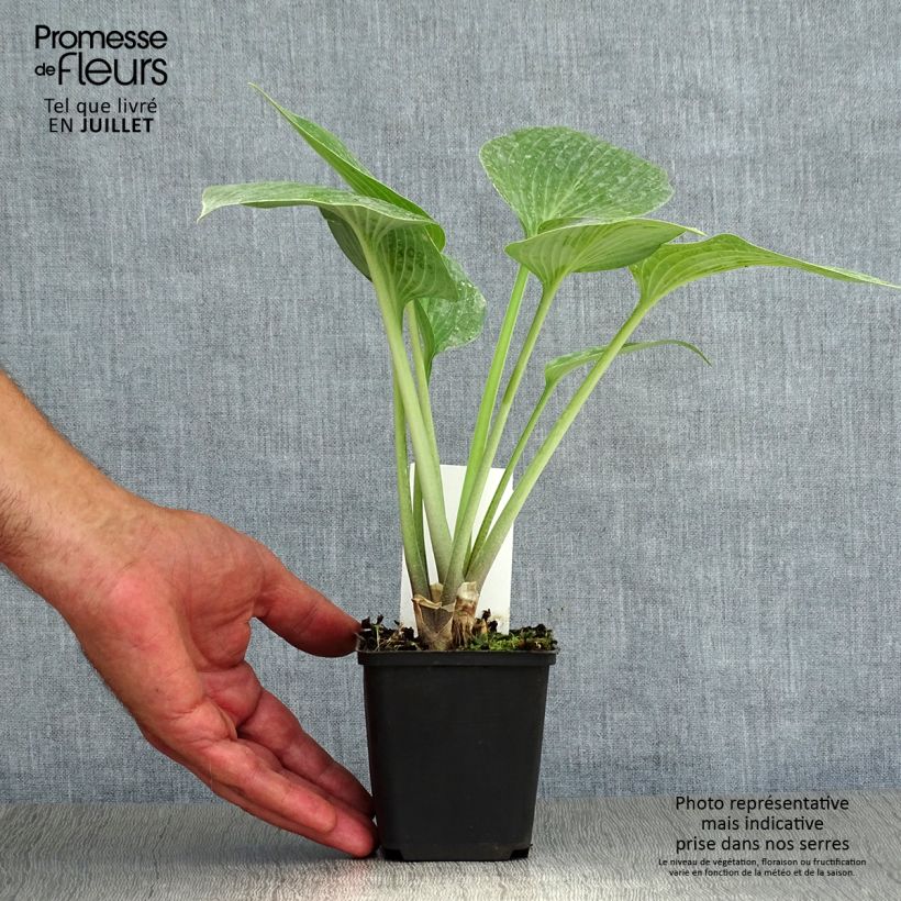 Exemplaar van Hosta tardiana Halcyon - Hosta Kweekpotje van 8/9 cm zoals geleverd in de zomer